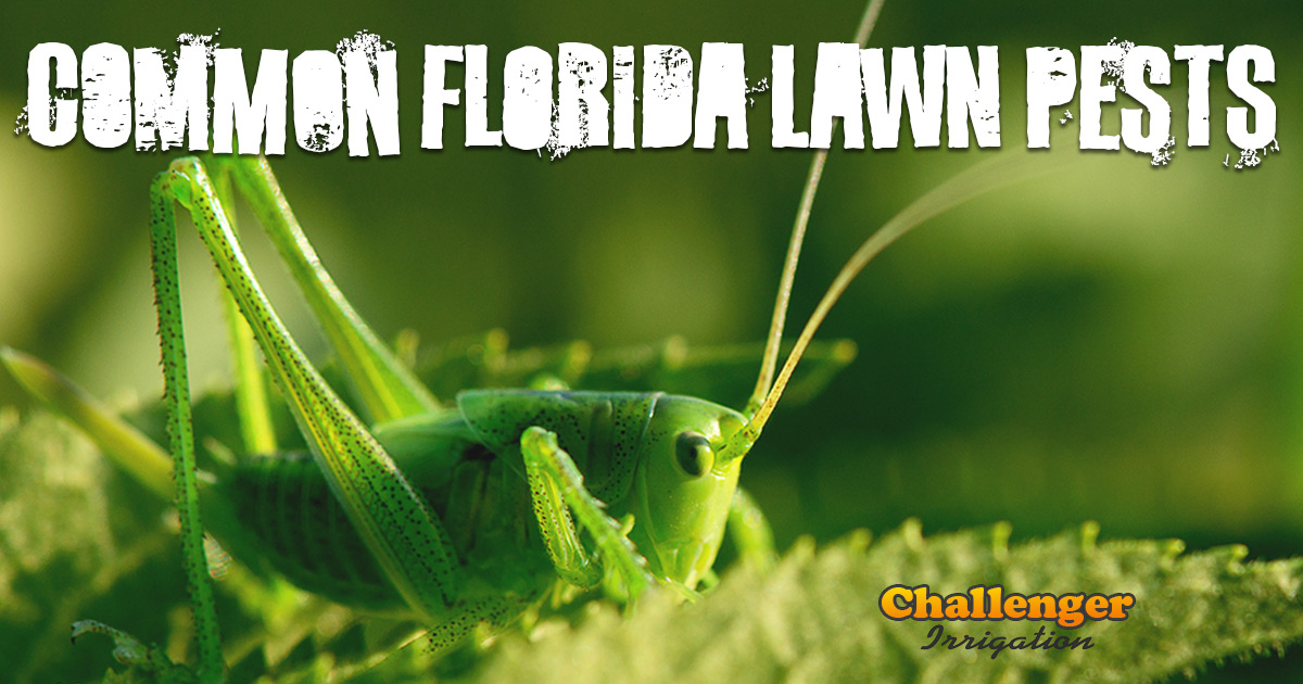 KNOW YOUR ROACHES - Pest Control Jupiter - Termite Control Florida - Lawn  Care 33469 - Palm Coast Pest Control