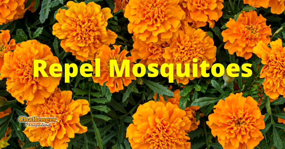 Plants to Help Repel Mosquitoes - Challenger Irrigation
